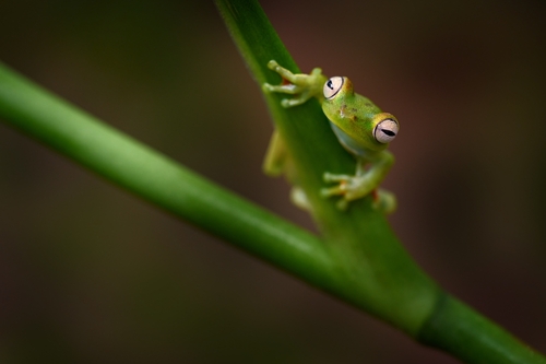 Naturaleza